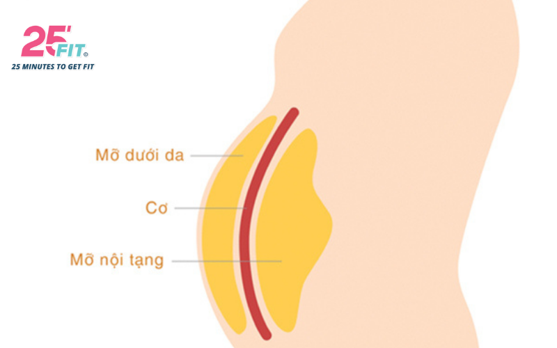 mo-noi-tang-visceral-fat